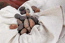 oak_chocolate/cocoabeans1.jpg